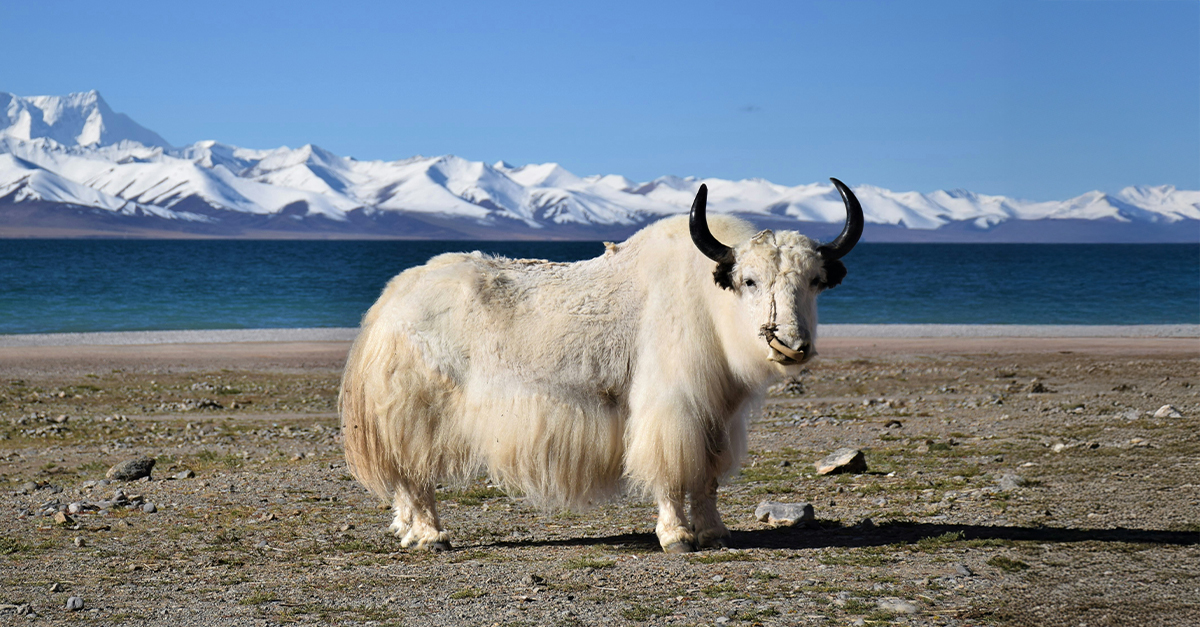 Will Pairi Daiza Welcome Dolphins? Wallonia's Decision Looms